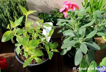 Salvia elegans y Salvia officinalis